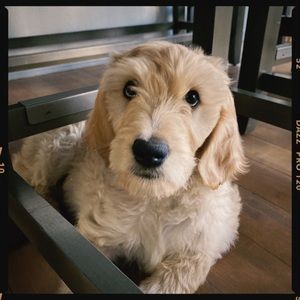 Meet your Posher, Sydney